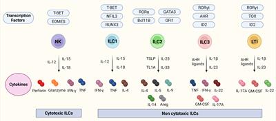 Innate Lymphoid Cells - Neglected Players in Multiple Sclerosis